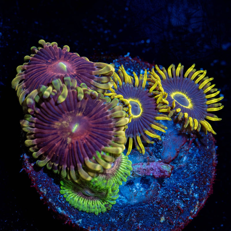 Combo Zoanthid Plug