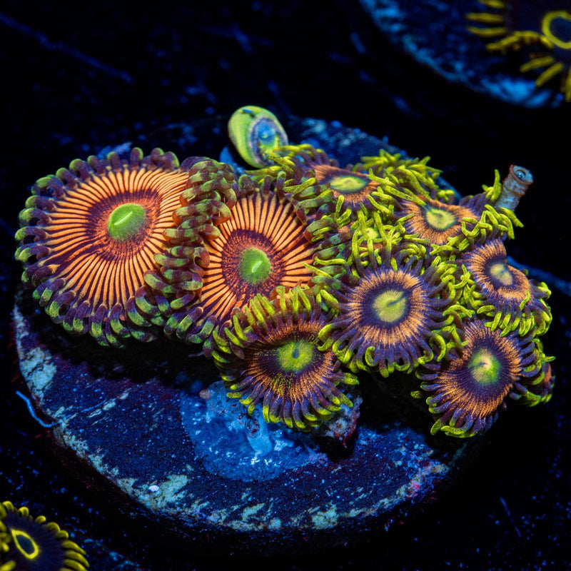 Combo Zoanthid Plug