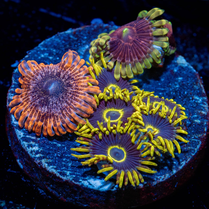 Combo Zoanthid Plug