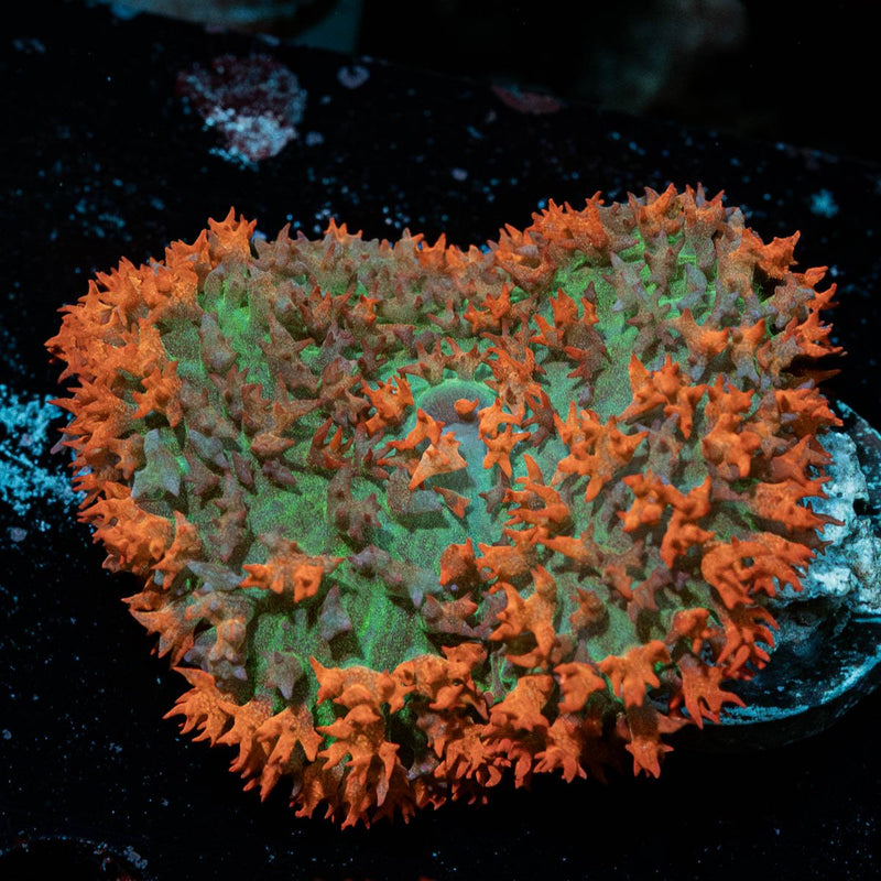 Saint Thomas Mushroom