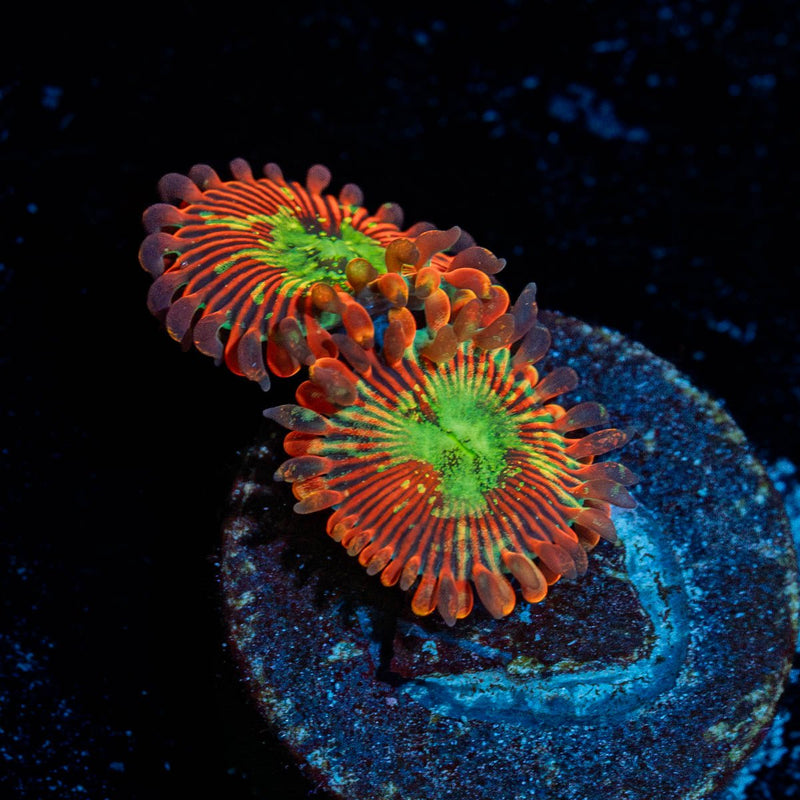 Magician Zoanthid