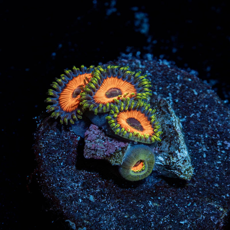 Watermelon Zoanthid