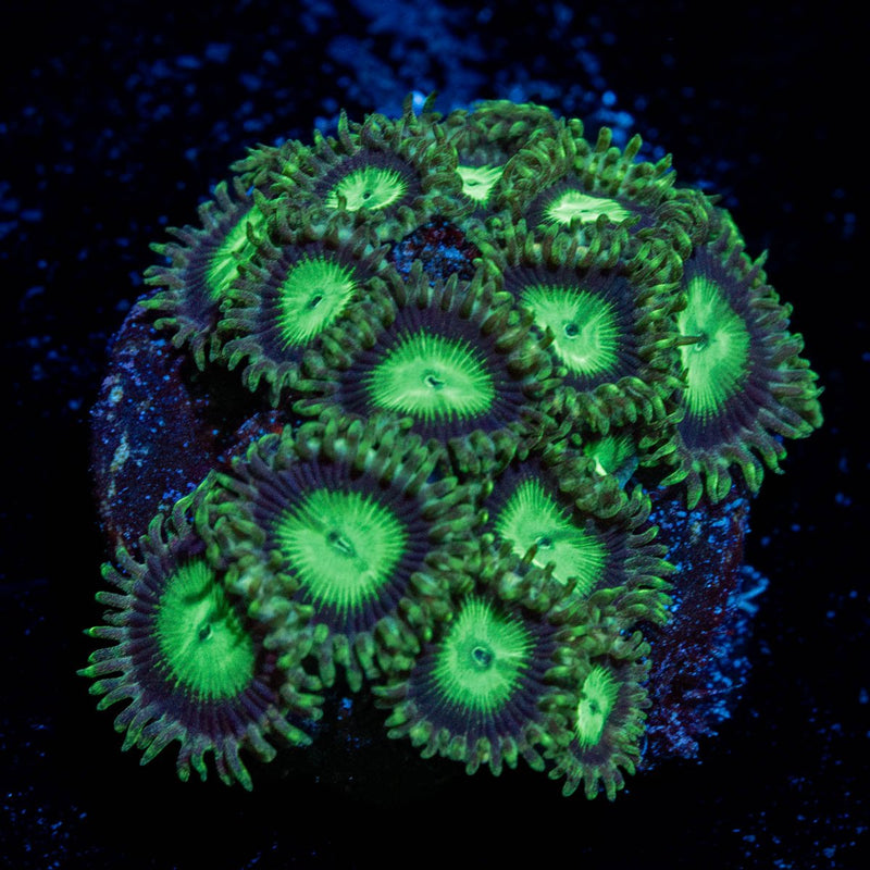 Emerald City Zoanthid
