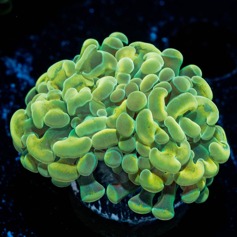 Golden Branching Hammer Coral