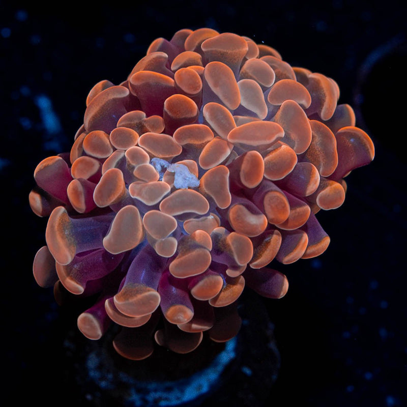 Rose Gold Branching Hammer Euphyllia