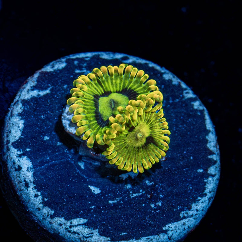 Rainbow Yoda Zoanthid