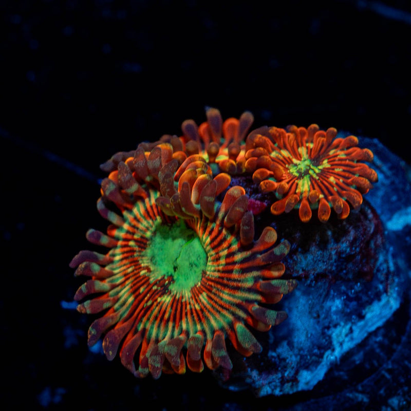 Magician Zoanthid
