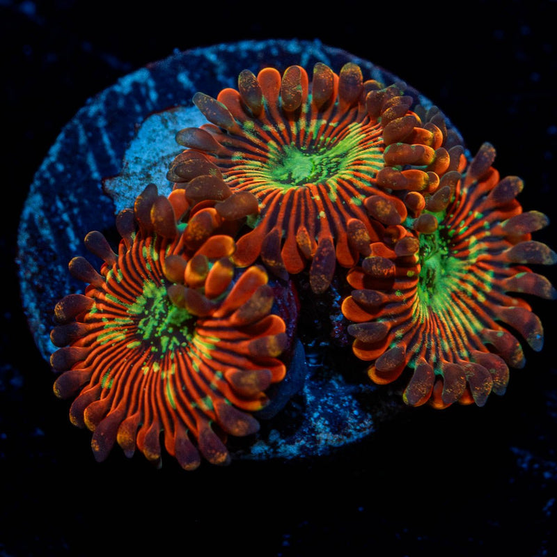 Magician Zoanthid