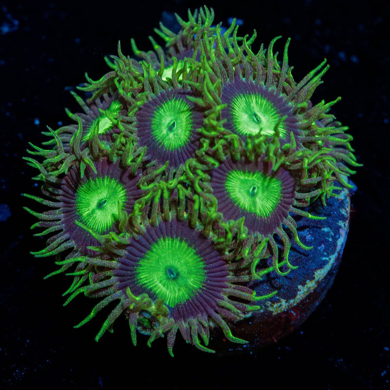 Emerald City Zoanthid