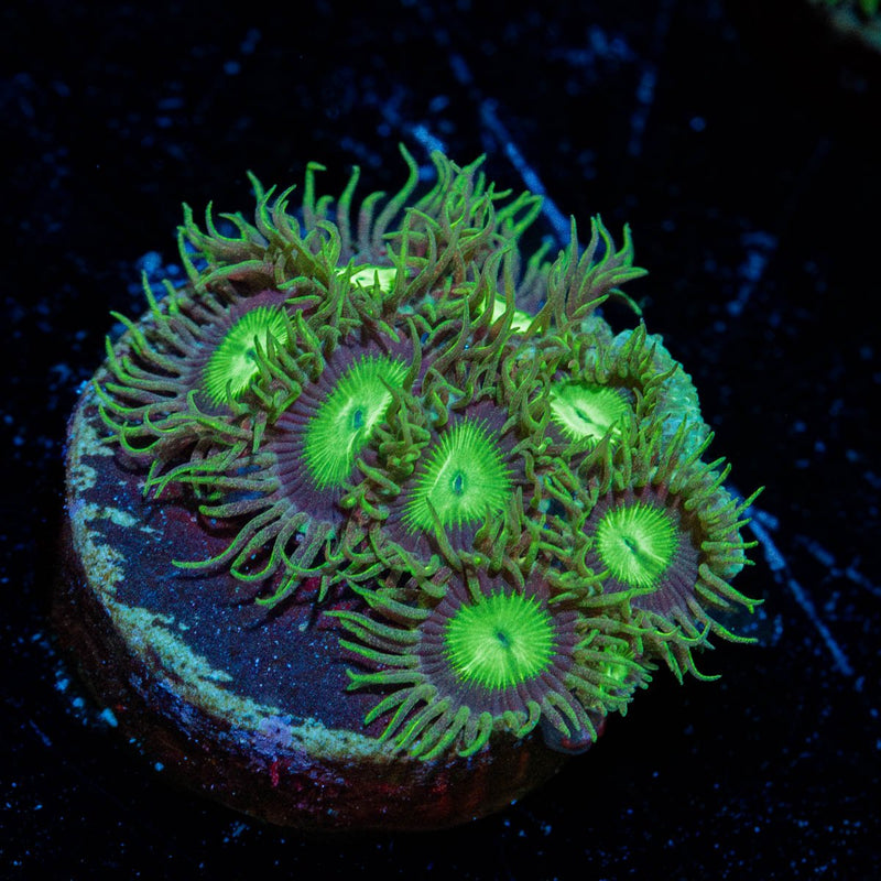 Emerald City Zoanthid