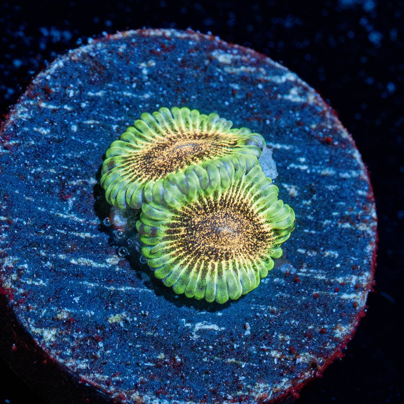 Lemon Lime Zoanthid