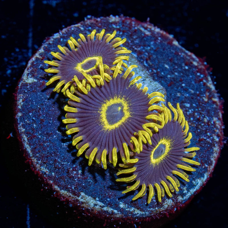 Purple Hornet Zoanthid