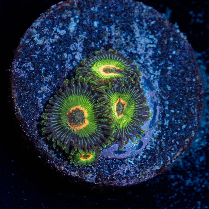 Ultra Rastas Zoanthid