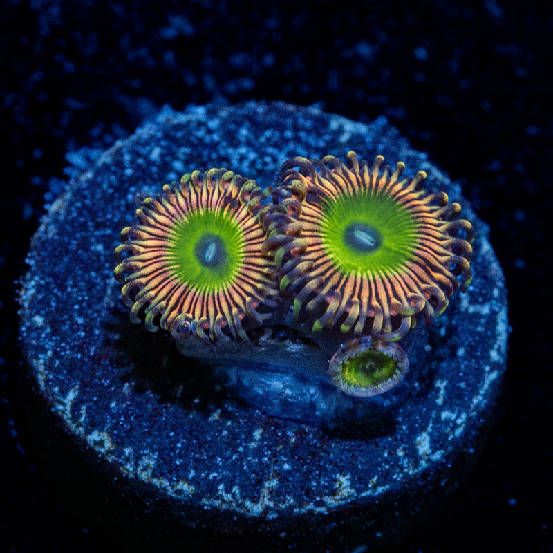 Candy Apple Pink Zoanthid