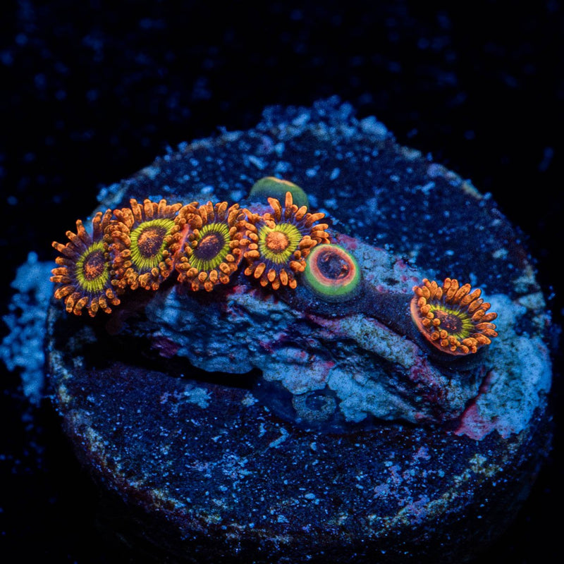 Fruit Loops Zoanthid