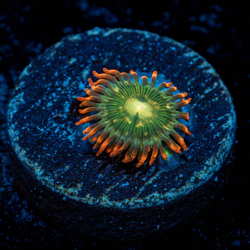 Blueberry Yum Yum Zoanthid