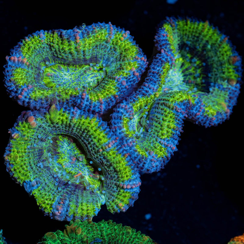 Green Acan / Micromussa