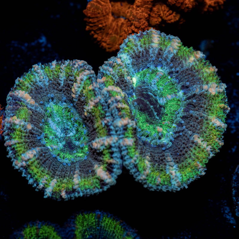 Green Acan / Micromussa