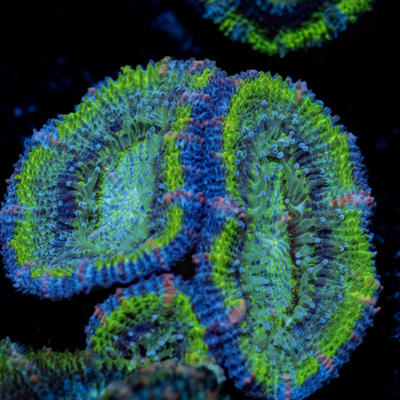 Green Acan / Micromussa