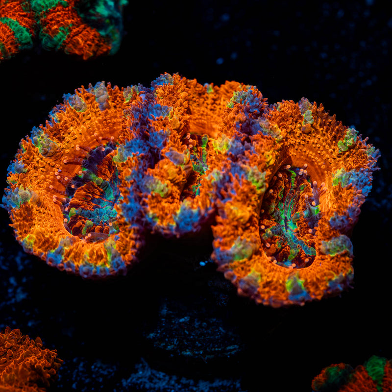 Red Acan / Micromussa