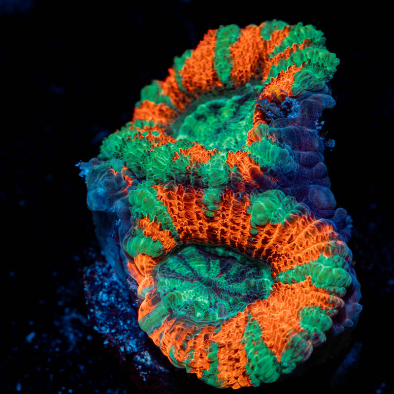 Acan / Micromussa