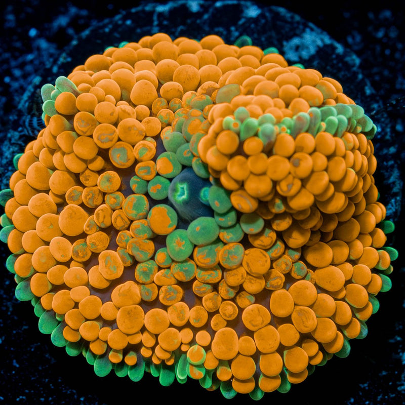 Orange FL Ricordea Mushroom