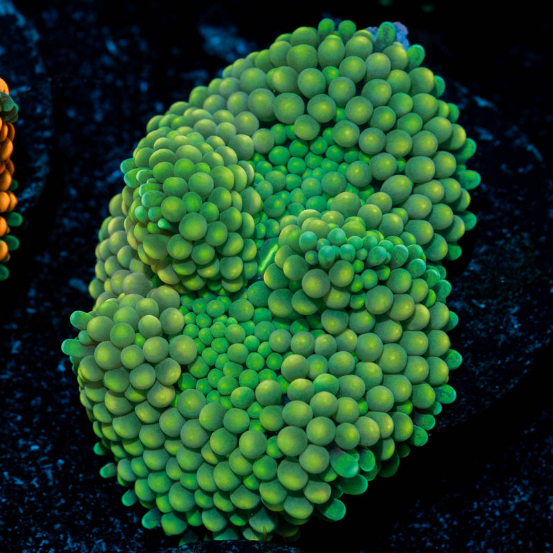 Green FL Ricordea Mushroom