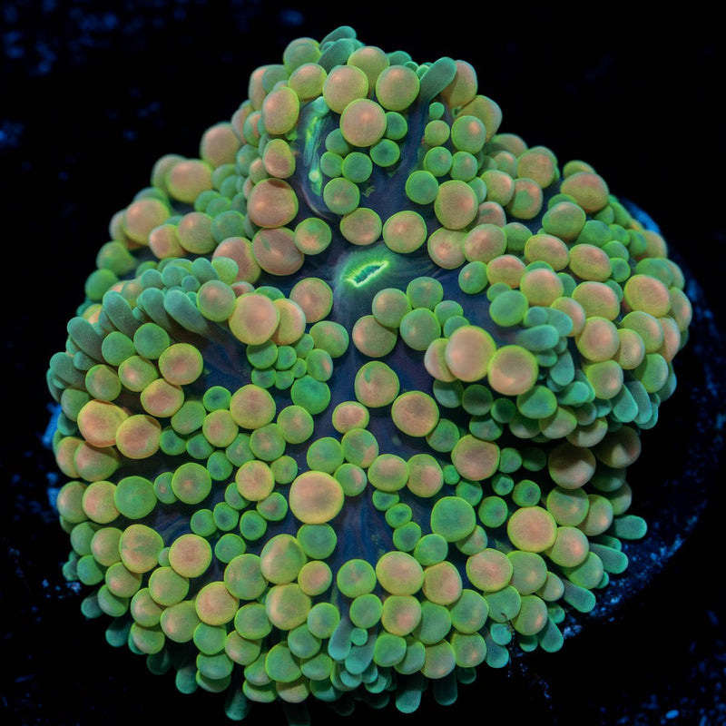 Rainbow FL Ricordea Mushroom