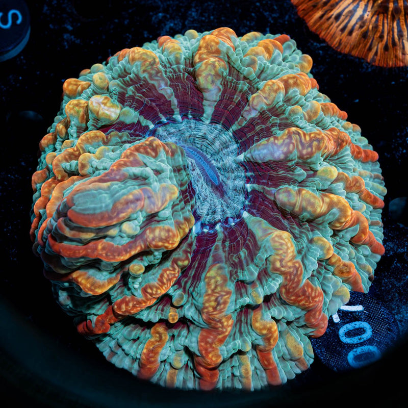 Indophyllia Macassarensis