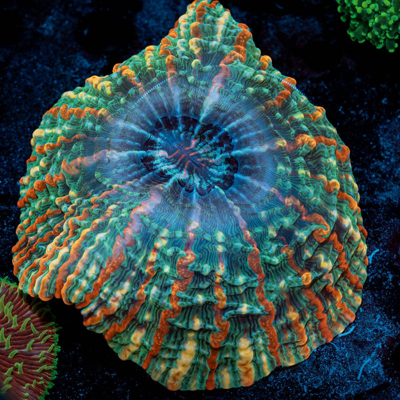 Indophyllia Macassarensis