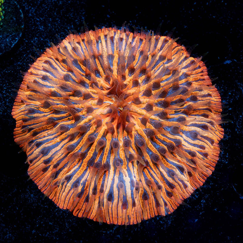 Ultra Orange Plate Coral