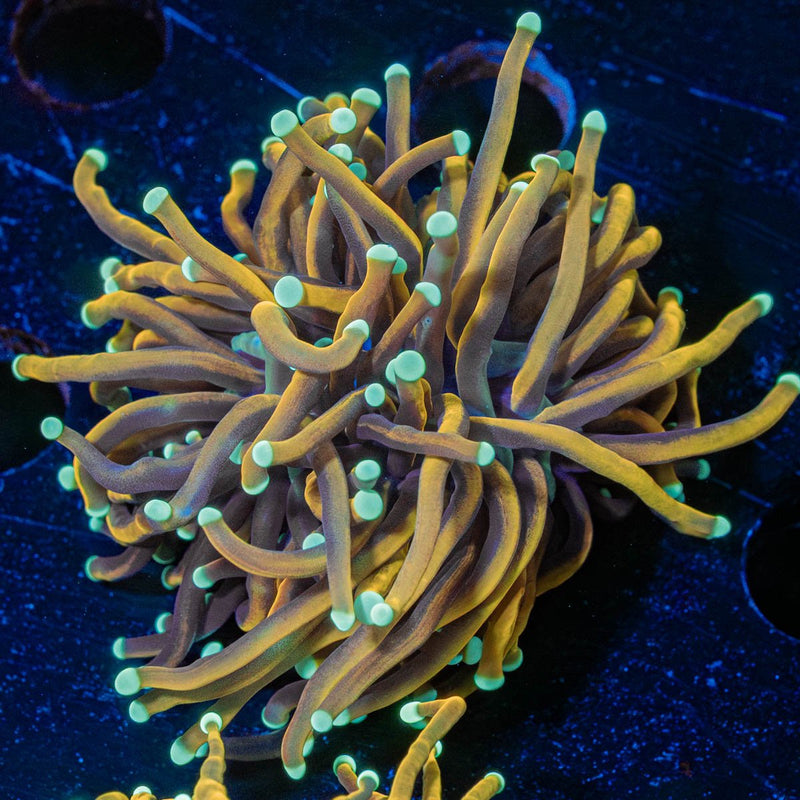 Dragon Ball Torch Euphyllia