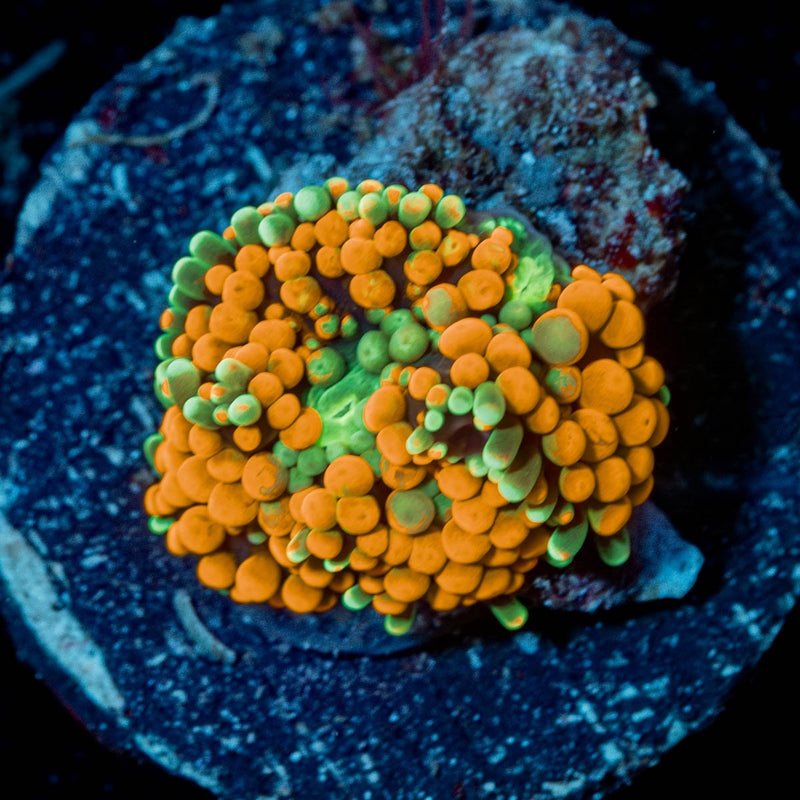 Rainbow FL Ricordea Mushroom