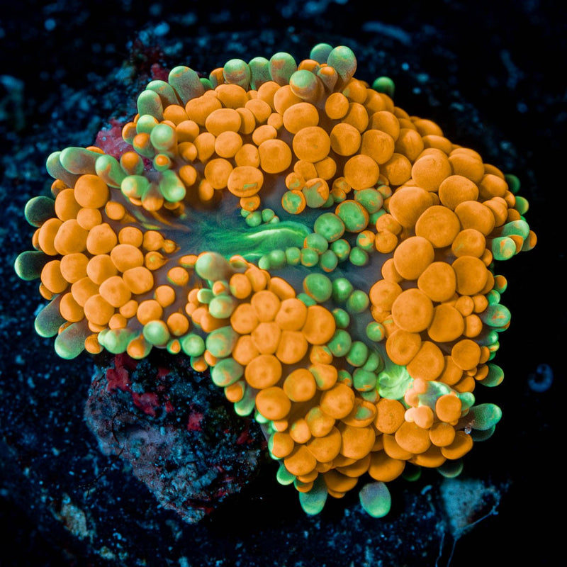 Rainbow FL Ricordea Mushroom