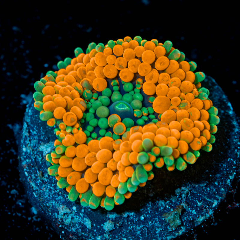 Rainbow FL Ricordea Mushroom