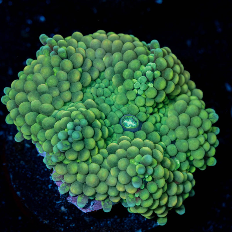 Rainbow FL Ricordea Mushroom