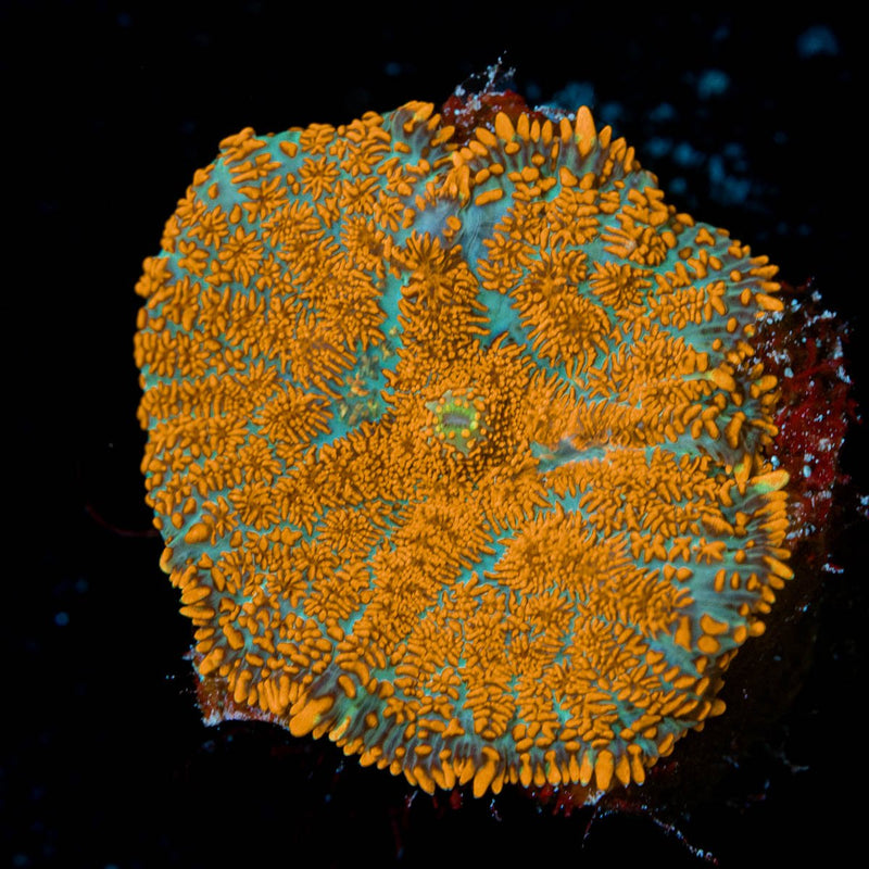 Charmander Rhodactis Mushroom