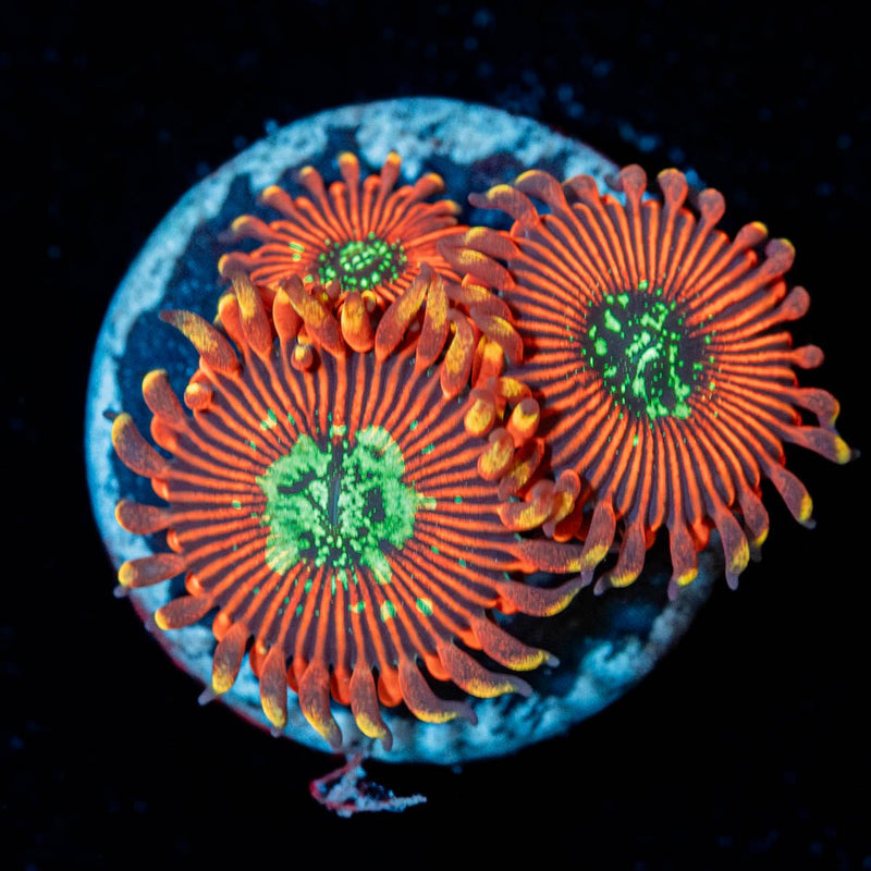 Dark Magicians Zoanthid