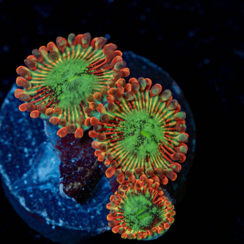 Dark Magicians Zoanthid