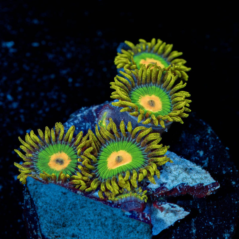 Rasta Zoanthid