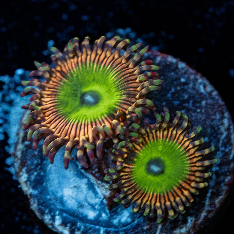 Candy Apple Pink Zoanthid