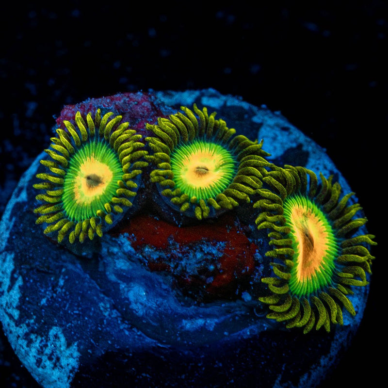 Rasta Zoanthid