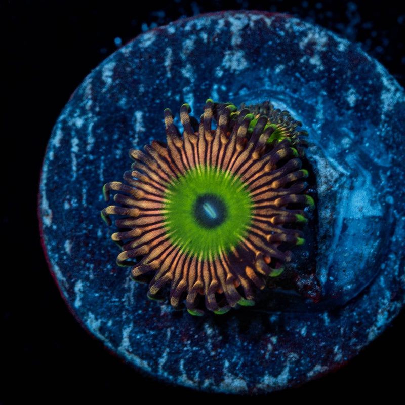 Candy Apple Pink Zoanthid