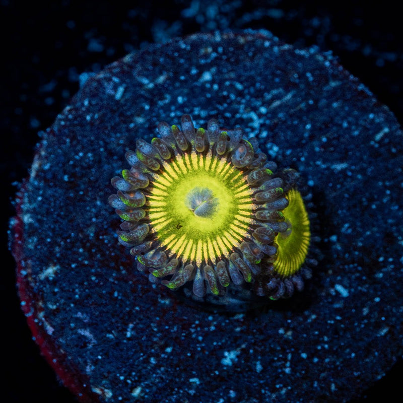Tinker Bells Zoanthid