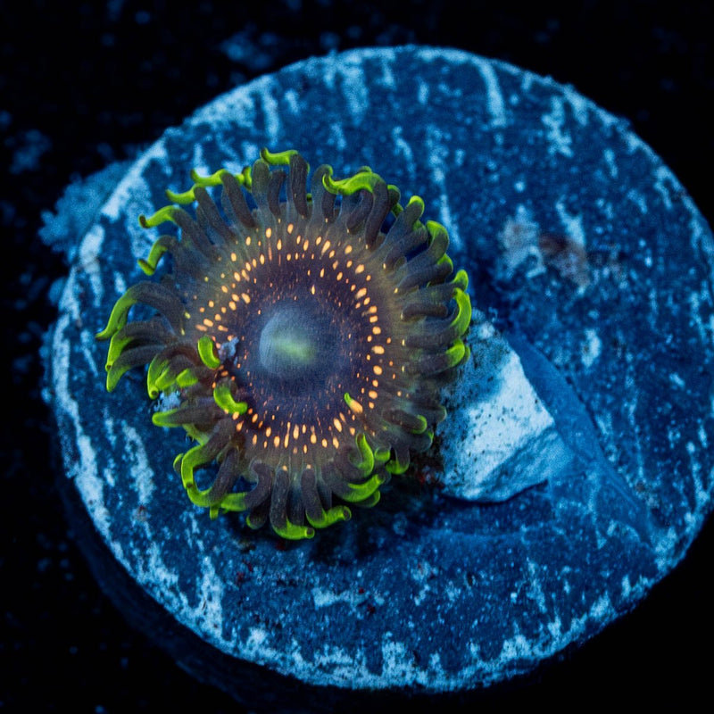 Psychosis Zoanthid