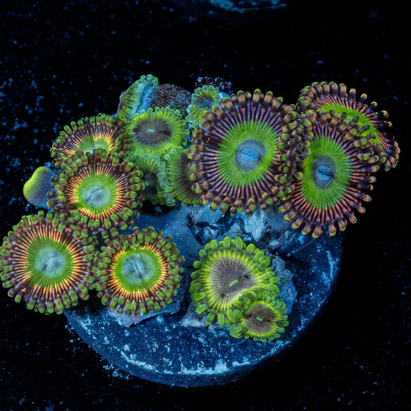 Zoanthid Multi Plug