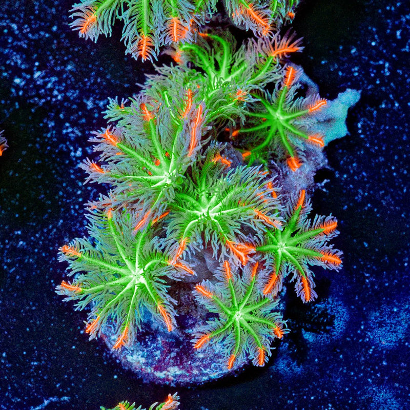 ACR Firework Clove Polyps