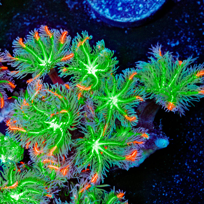 ACR Firework Clove Polyps