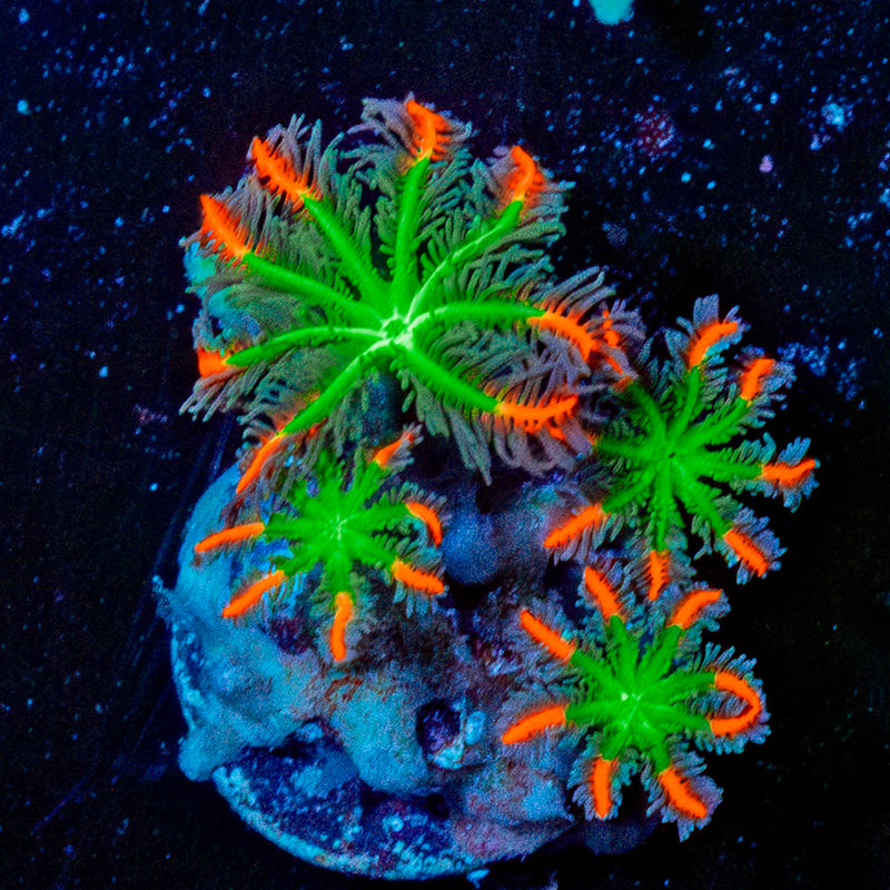 ACR Firework Clove Polyps