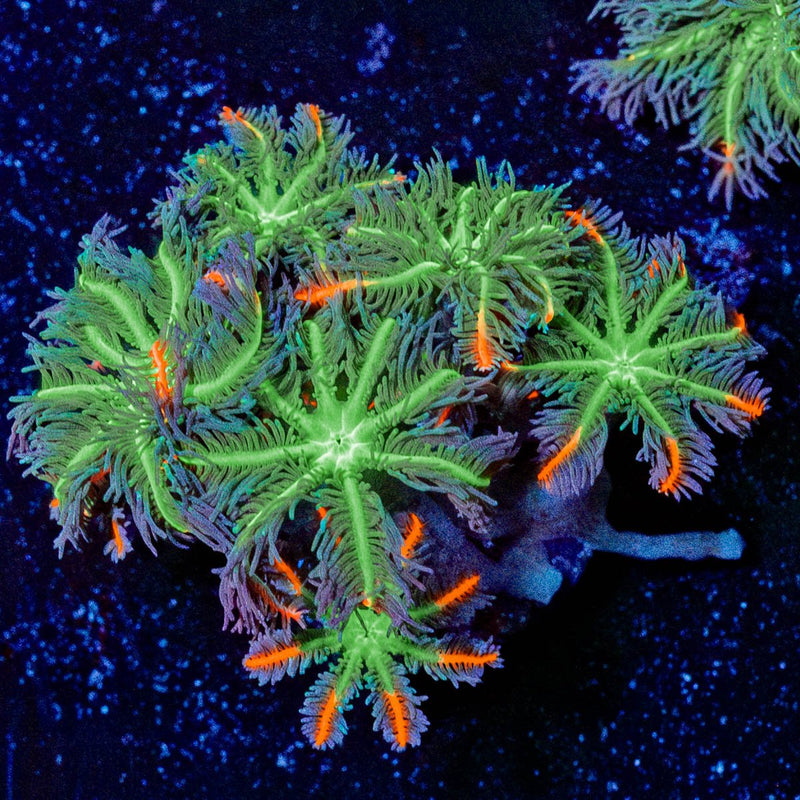 ACR Firework Clove Polyps